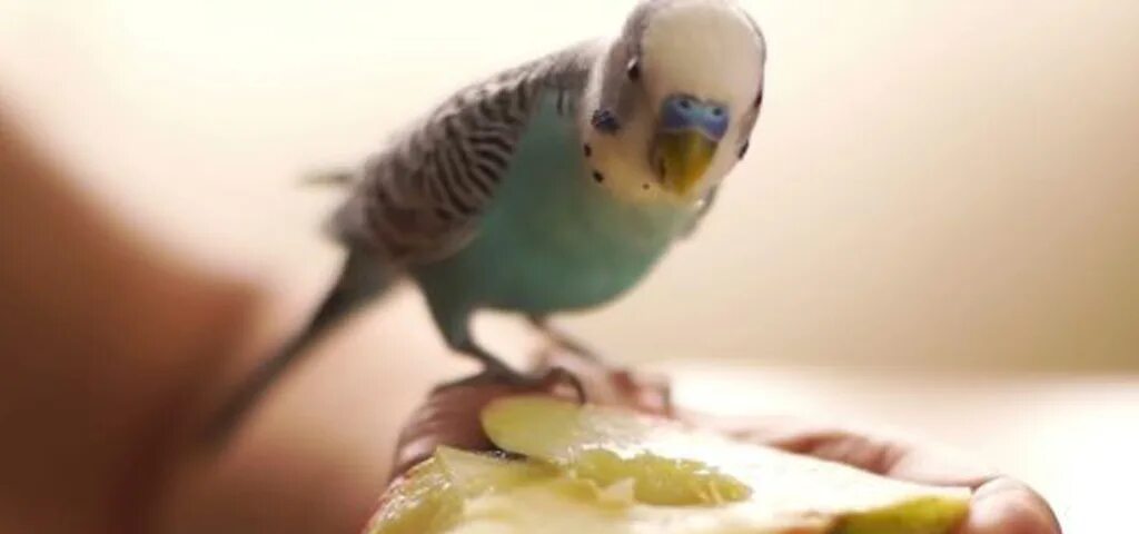 Можно попугаям клубнику. Попугай ест фрукты. Волнистый попугай ест фрукты. Попугай ест яблоко. Волнистый попугай ест яблоко.