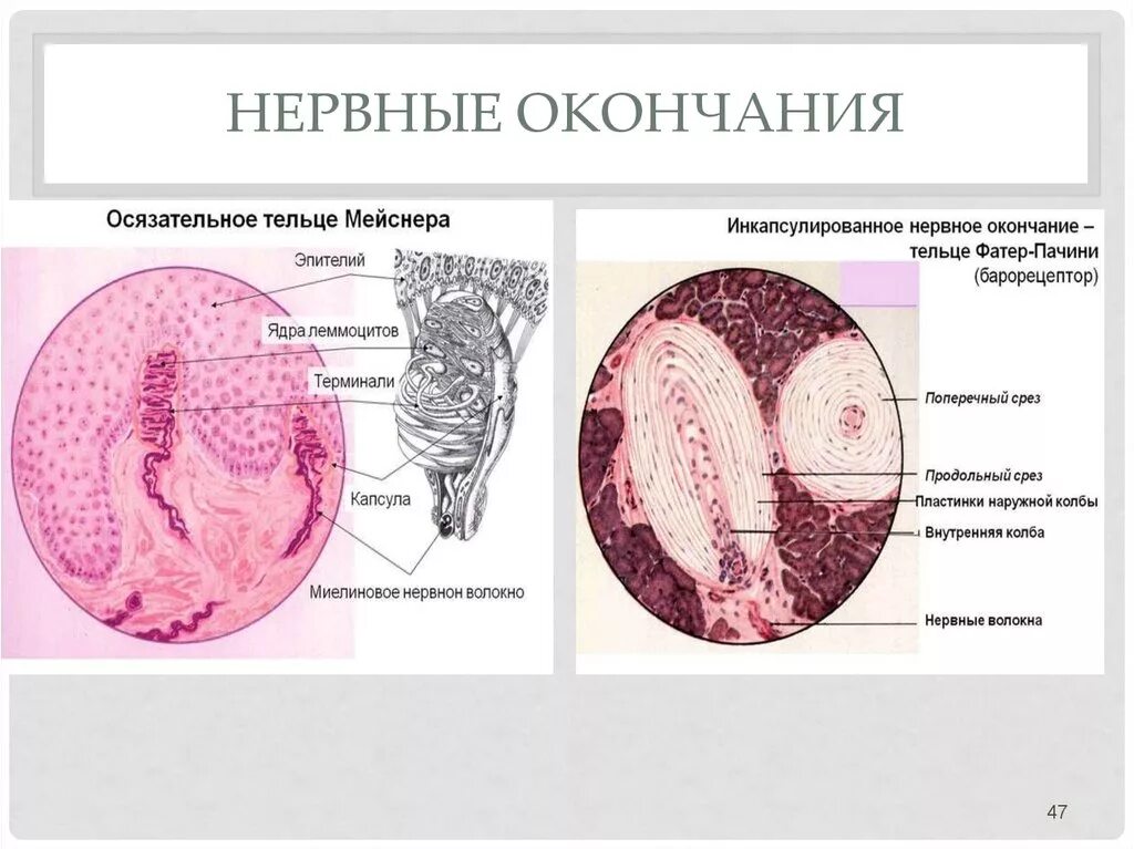 Фатера Пачини гистология. Тельца Пачини гистология. Тельце Мейснера гистология препарат. Тельце фатера Пачини гистология строение. Тельца фатера