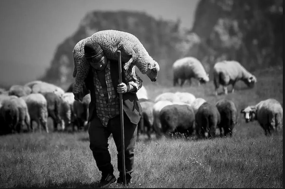 Чабан пастух овец. Маджир пастух. Пастух с овцами. Пасти овец. Высоцкий шагают бараны