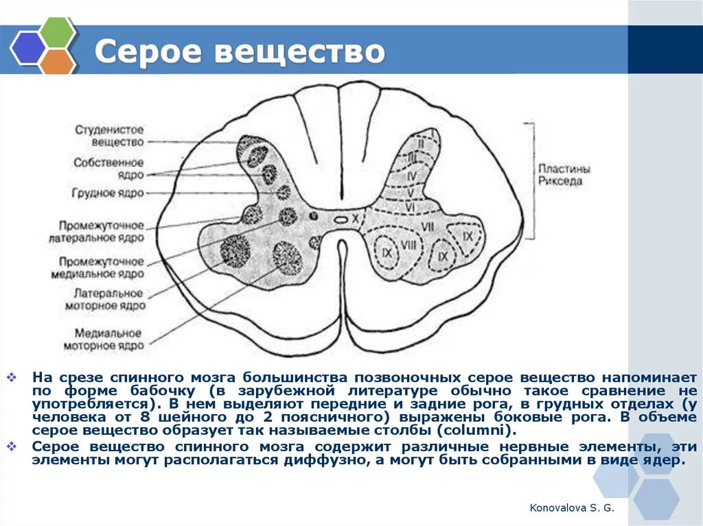 Элементы спинного мозга серое и белое вещество. Морфологические элементы серого и белого вещества спинного мозга. Из чего состоит белое и серое вещество мозга. Серое вещество спинного мозга в форме бабочки. Что находится в сером веществе