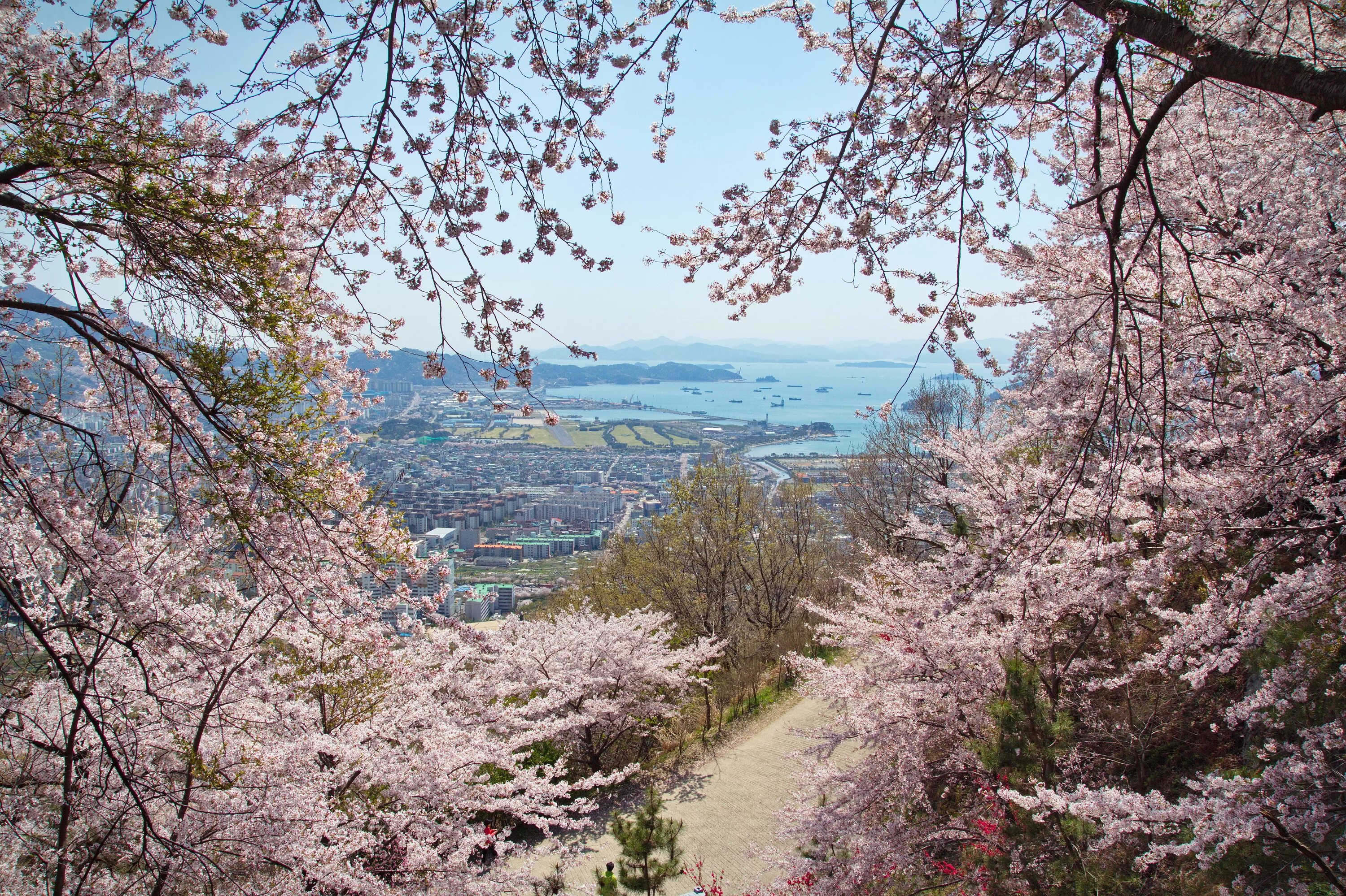 цветущая сакура в корее. цветущая сакура в корее. цветущая сакура в корее. чинхэ корея. корея черри блоссом.