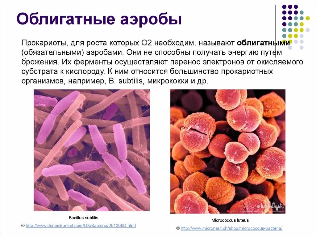 Анаэробные гетеротрофные прокариоты