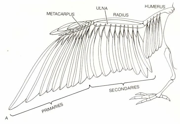 Строение крыла скелет. Строение крыла птицы. Строение крыла птицы скелет.
