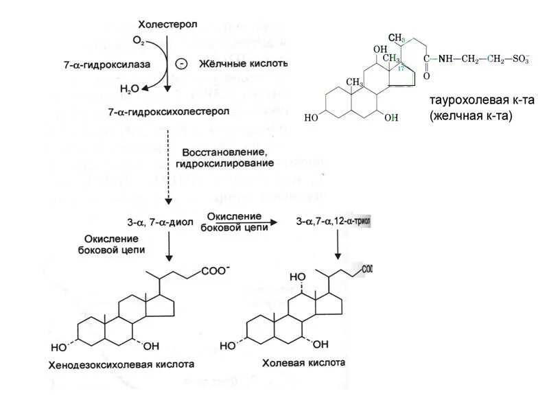Нарушение всасывания желчных кислот. Желчные кислоты структура биосинтез. биосинтез желчных кислот биохимия. синтез желчных кислот в печени. схема синтеза желчных кислот.