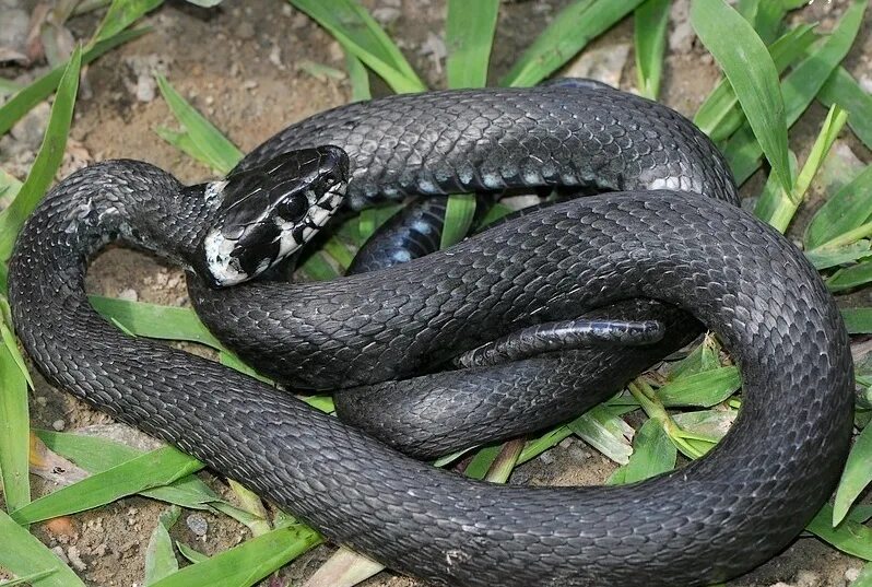 Гадюки краснодарского. Колхидский уж. Колхидский полоз. Уж колхидский Natrix megalocephala. Кавказская гадюка, эскулапов полоз.