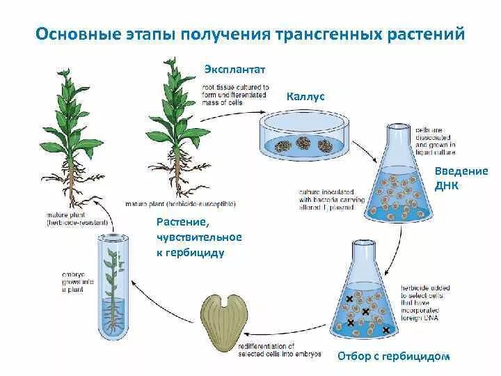 Установите последовательность этапов выращивания растения. Схема получения трансгенного растения. Этапы генной инженерии схема. Этапы получения трансгенных растений. Схема получения трансгенных растений и животных.