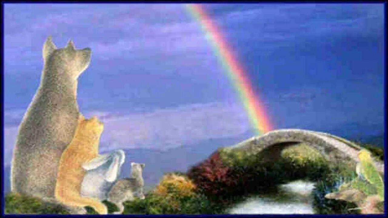 Коты на радуге. Мост радуги. Кот ушел на радугу. Кот с радугой. Ушедшие питомцы