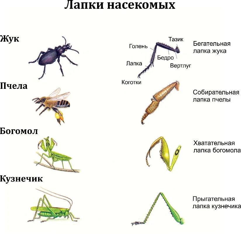 Типы строения конечностей насекомых таблица. Гомология конечностей насекомых таблица. Бегательные типы конечностей насекомых. Строение и типы ног насекомых. Богомол черты приспособленности