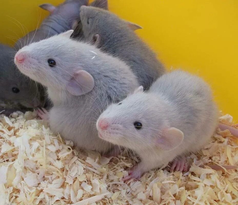 Взрослые мыши. Голубые крысята Дамбо. Декоративная крыса Дамбо. Крыса Дамбо голубая. Крысы Дамбо крысята.
