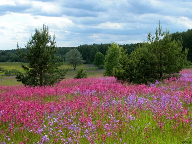 Какие выбрать для средней полосы. Природа средней полосы летом. Пейзажи средней полосы России фото. Красивые пейзажи средней полосы с цветами. Июль в средней полосе России.