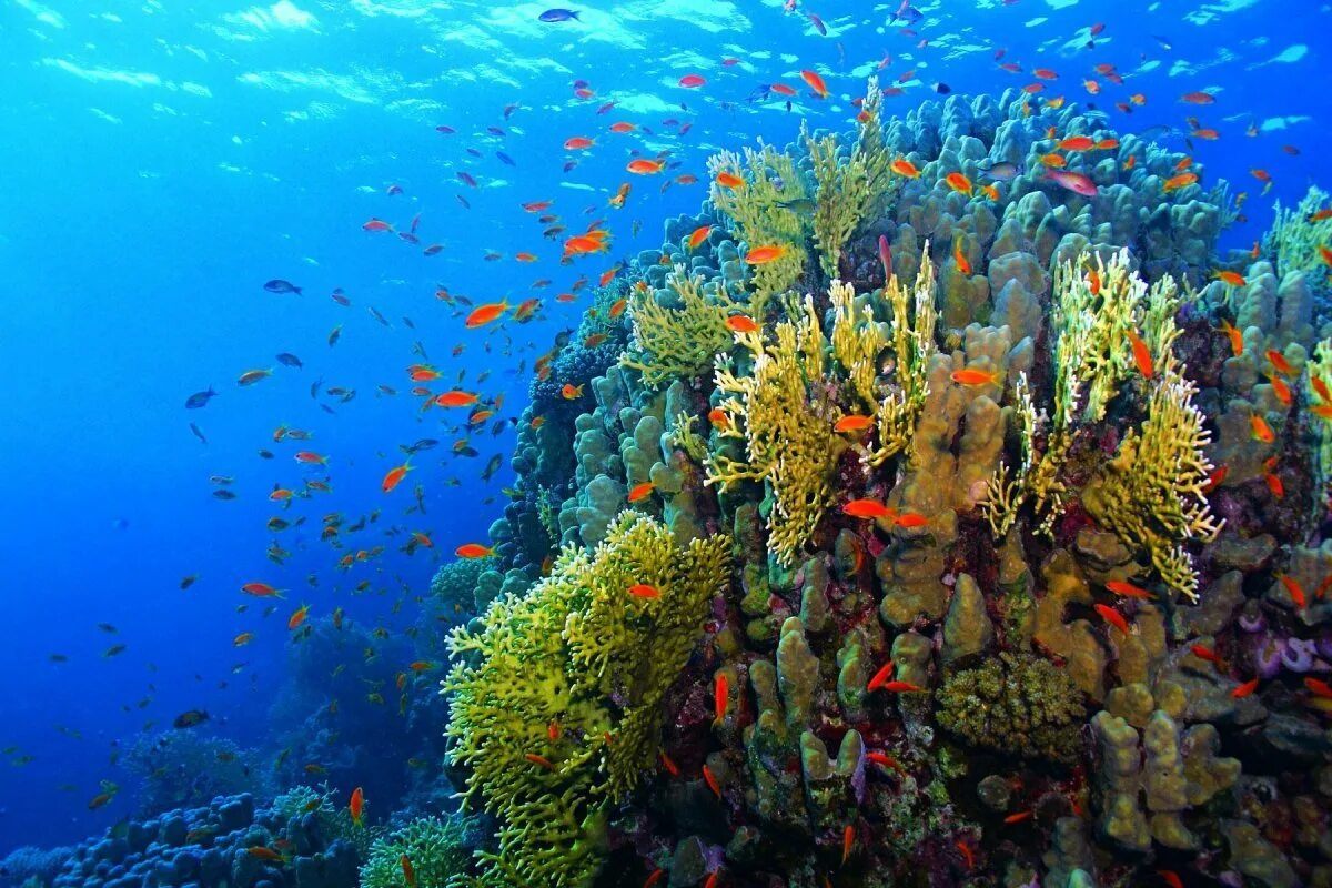 Где риф. Коралловый риф Хургада. Риф Шарм-Эль-Шейх. Коралловые рифы красного моря. Рас Мухаммед Шарм-Эль-Шейх.