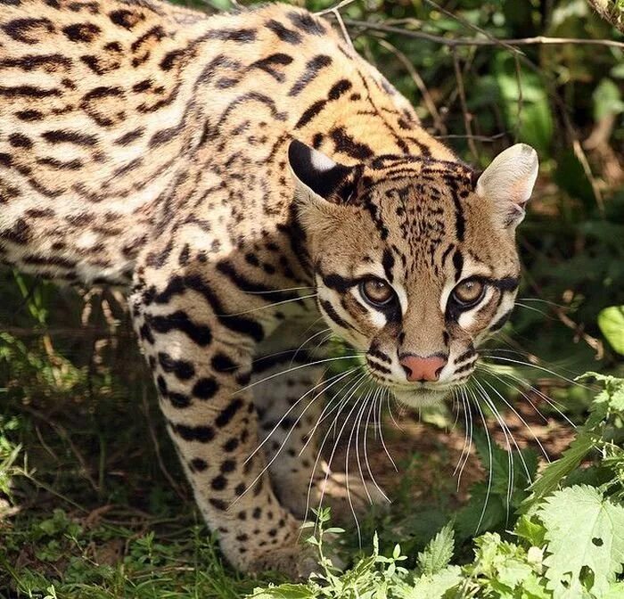 Дикая особь. Кот оцелот. американский оцелот. леопард онцилла. дикая кошка оцелот.