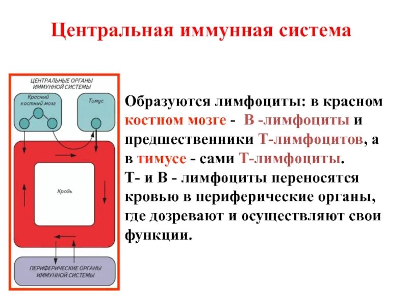 Какую функцию выполняет иммунная система