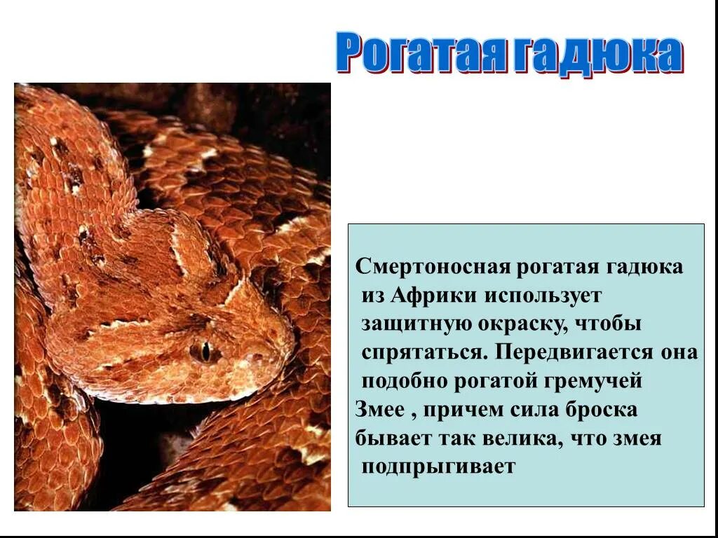 Какие животные спасаются при помощи защитной окраски