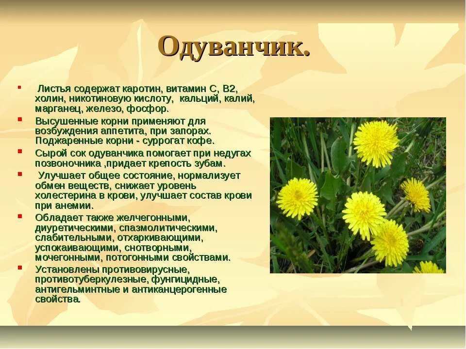 Полезны ли цветы одуванчика. Лечебное растение одуванчик. Одуванчик полезное растение. Лекарственные растения одуванчик лекарственный. Полезные травы одуванчик.