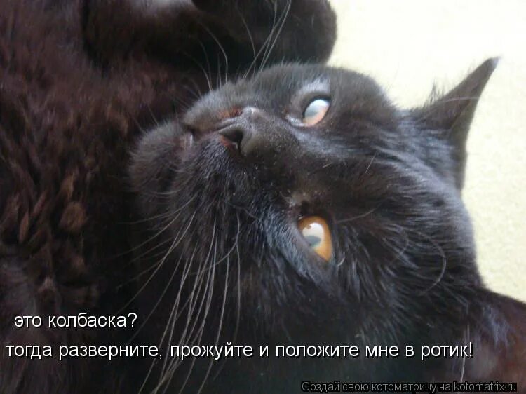 Положи мне в ротик. Дал в рот мем. Плакат то что брали чужие рты. Котенок в сметане. Ты мой миленький хорошенький.