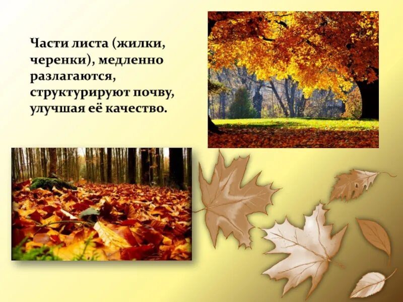 Рабочий лист сочинение 3 класс. Презентация опавшие листья. польза опавшей листвы. как опадают листья. опавшие листья вредны.
