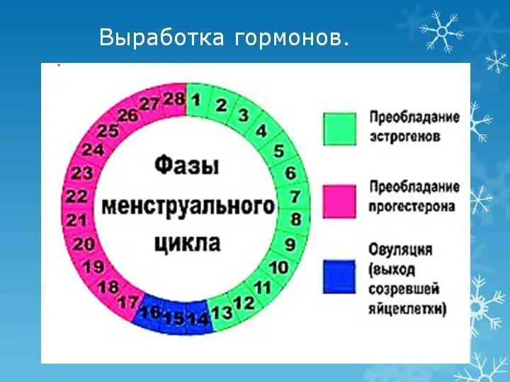 Новый цикл месячных. Цикл месячных. пятый день менструального цикла. цикл овуляции безопасные дни. периоды менструационного цикла.