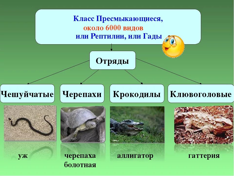 Приведите по три примера животных пресмыкающиеся. Пресмыкающиеся это класс или отряд. Класс пресмыкающиеся или рептилии отряды. Представители класса пресмыкающиеся 7 класс. Представителем класса пресмыкающиеся (рептилии.