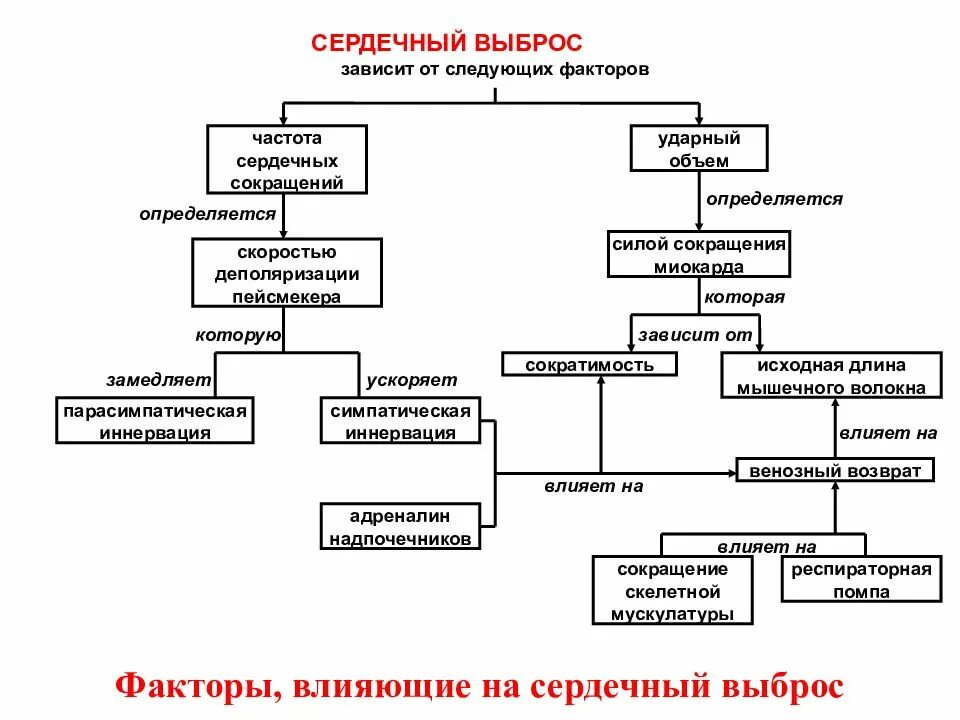 Повышенный сердечный выброс. Сердечный выброс. Сердечный выброс и ударный объем. От чего зависит сердечный выброс. Факторы определяющие сердечный выброс.