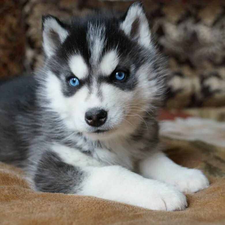 Аляскинский кли-кай. Хаски щенок. Сибирский хаски. Щенок породы хаски продается. Щенки породы хаски.