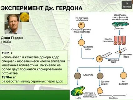 Пересадка ядер