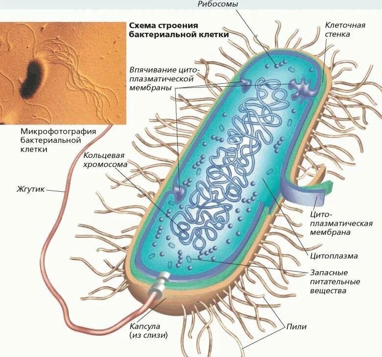Строение клетки бактерии рисунок. Структура бактериальной клетки схема. Схема строения бактериальной клетки биология. Строение бактериальной клетки рисунок. Схема строения бактериальной клетки 7.
