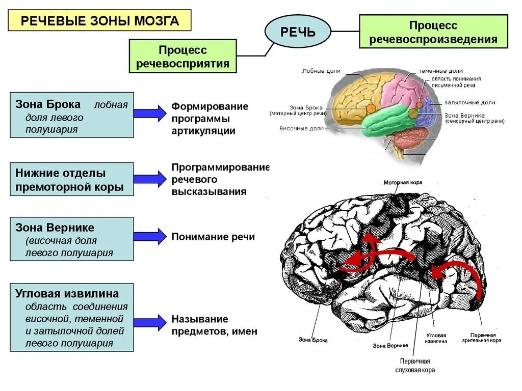 Зоны мозга лобная. Речевые зоны мозга Брока и Вернике. Речевые зоны коры головного мозга Брока. Сенсорный центр речи (центр к. Вернике) расположен в:.