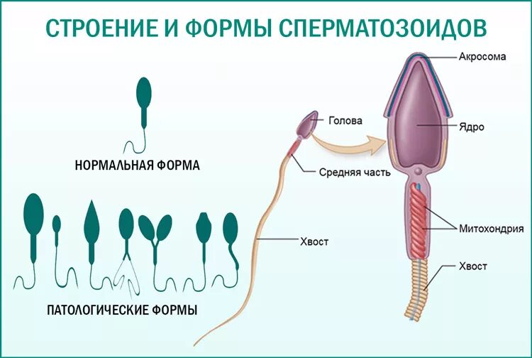 Строение хвоста сперматозоида. Структурные компоненты сперматозоида. Формула жгутика сперматозоида. Строение спермиев у животных. Что будет если кончить в мужчину