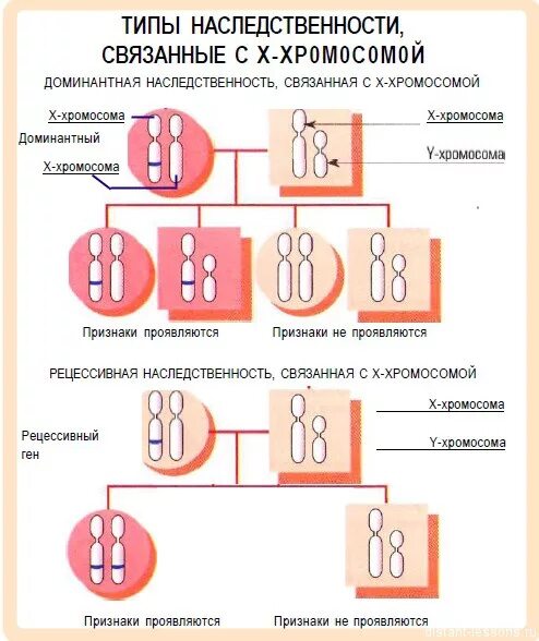 Сцепленное с y хромосомой доминантное наследование. Наследование признаков сцепленных с х хромосомой. Признаки наследования, сцепленного с y-хромосомой. Сцепление с х-хромосомой.