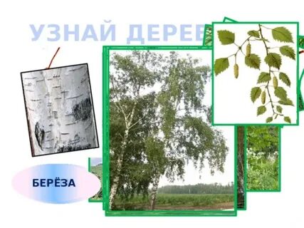 Весной береза окружающий мир 2 класс