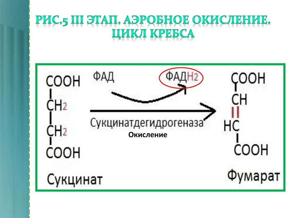 Аэробное окисление. Этапы аэробного окисления. Второй этап аэробного окисления. Окисление циклов. Аэробное окисление веществ