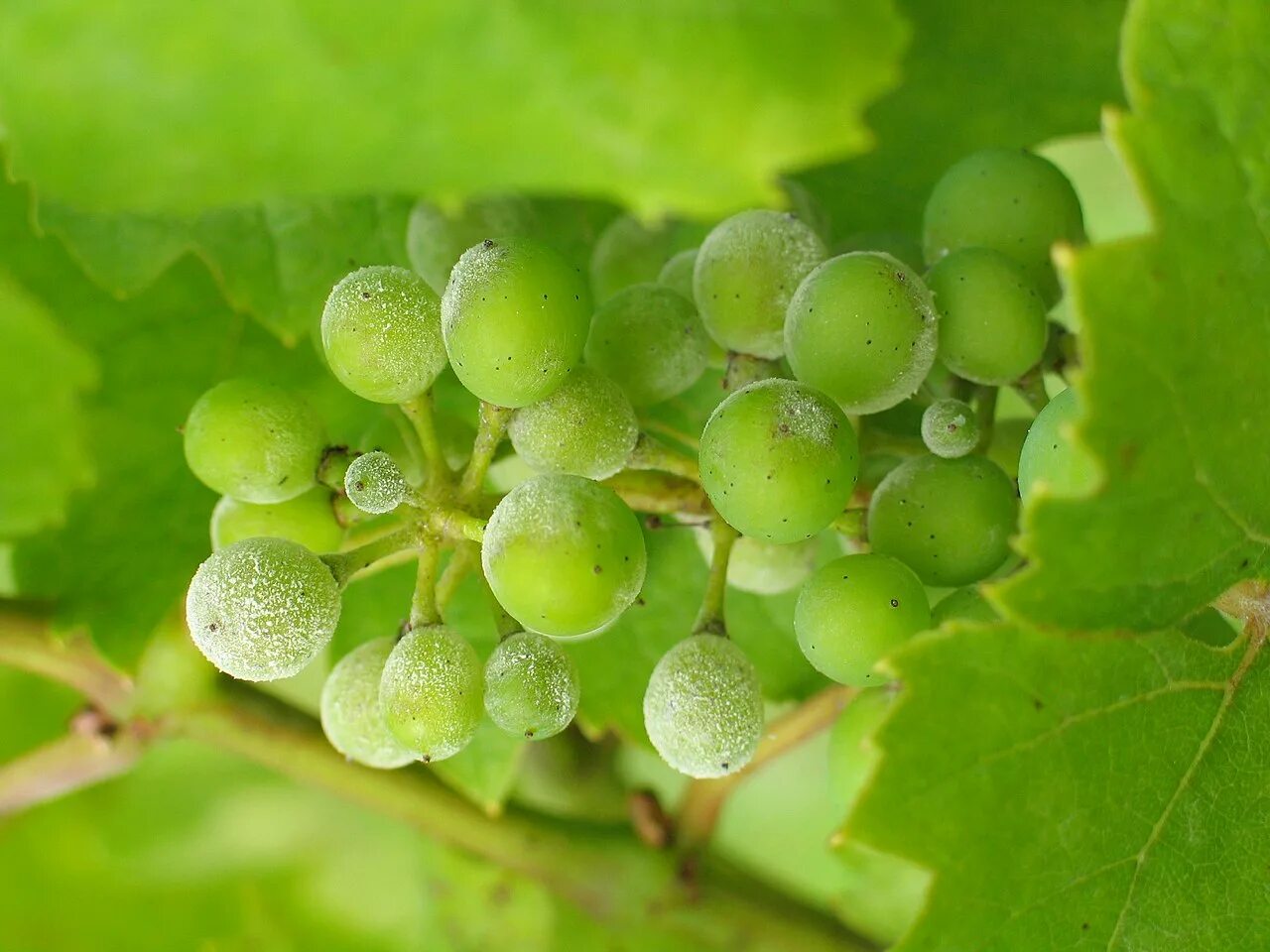 Мильдью фото виноград. Оидиум (мучнистая роса). Plasmopara viticola мильдью. Мучнистая роса на винограде оидиум. ОИДИУМА И милдью.
