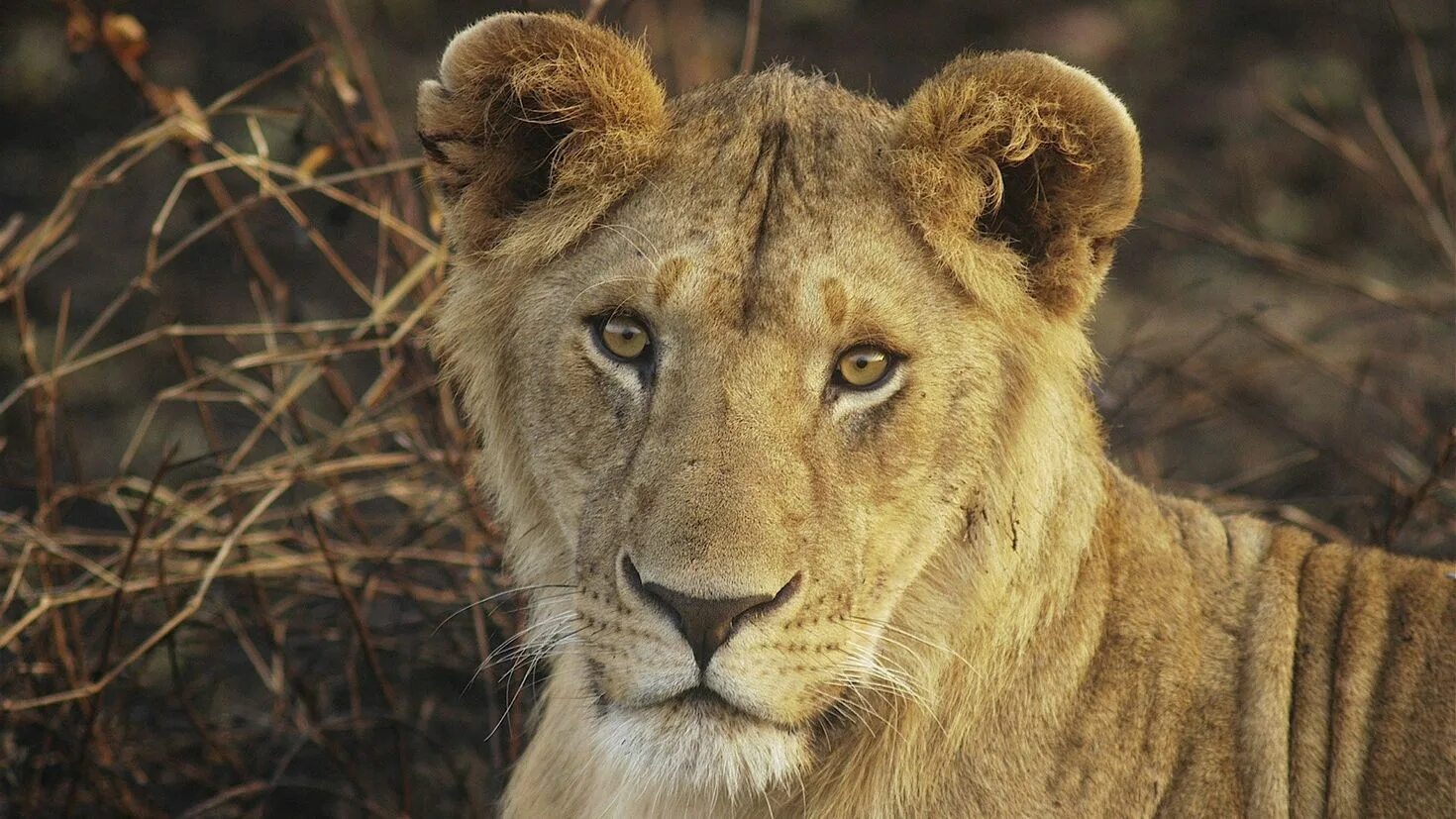 Обезьяна и собака. Смешная морда. Удивительная дружба животных. Детеныш льва. Смешные собаки.