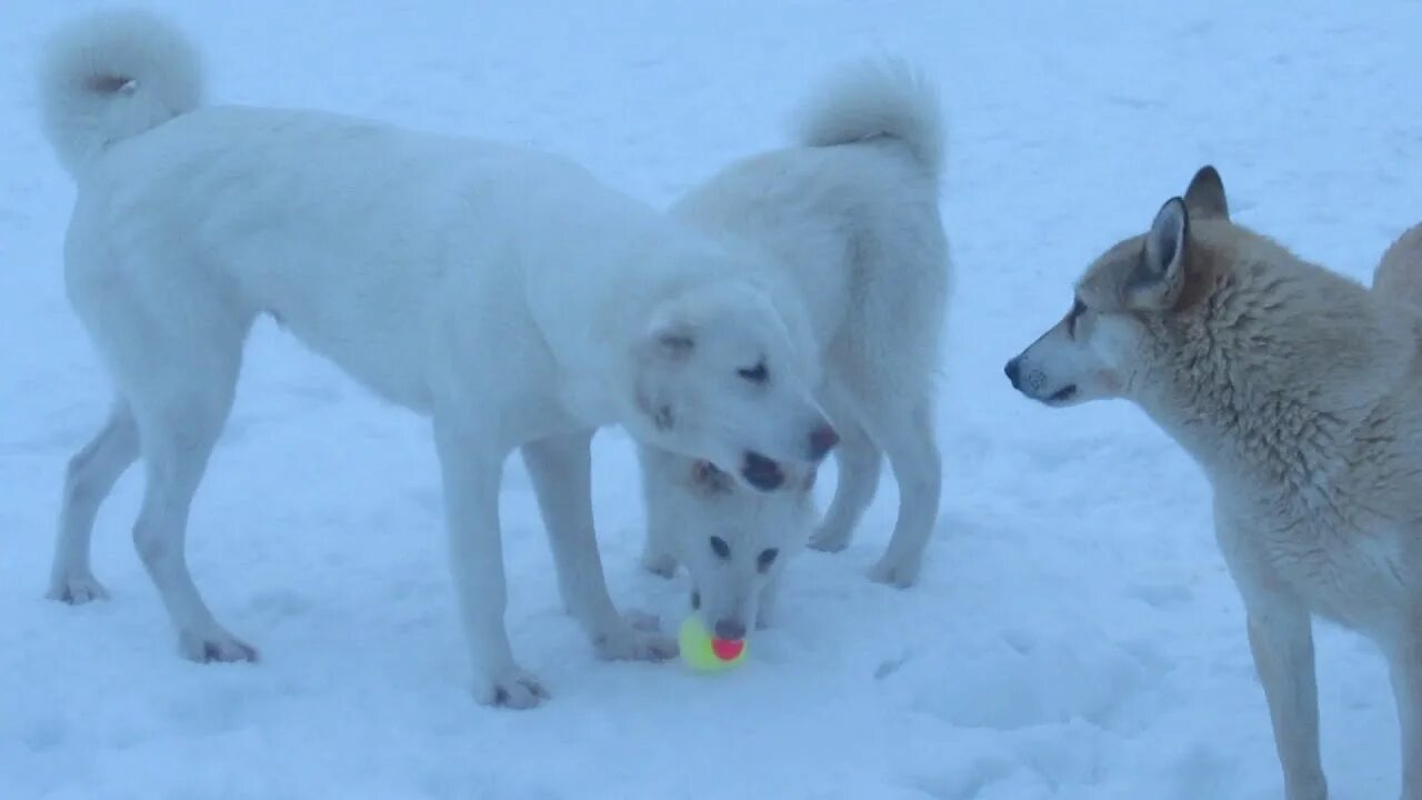 Включи лайки игры. Мячик для собак розовый Сибирская лайка.