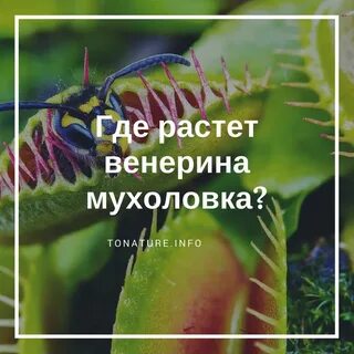 Чем кормить венерину