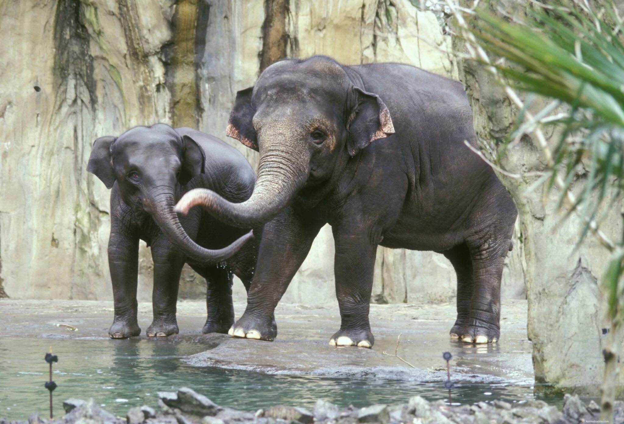 Индийские слоны живут. Индийский слон. Азиатский слон. Индийский слон индийский слон. Индийские слоны хоботные.