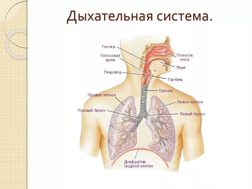 Органы дыхания. Органы дыхательной системы. Дыхательная система орган какую работ выполняет. Запишите органы дыхательной системы.