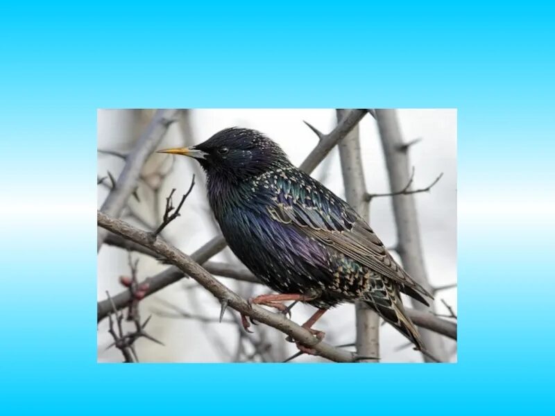 5 класс скворец. Внешний вид скворца. Скворец. Доклад про скворца. Скворец птица описание.