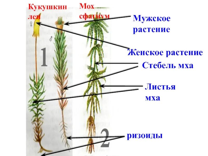 Строение кукушкина льна - Мхи, подготовка к ЕГЭ по биологии