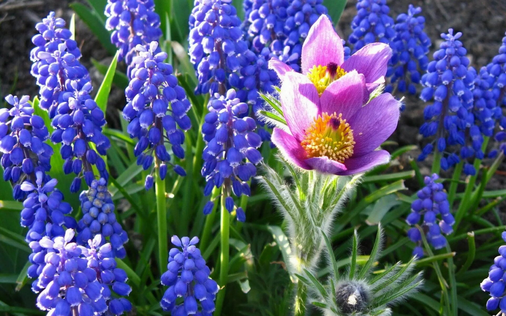 Синие ранние цветы название. Мускари Сцилла Сибирская. Цветы первоцветы мускари. Мускари и примула. Первоцвет мышиный гиацинт.