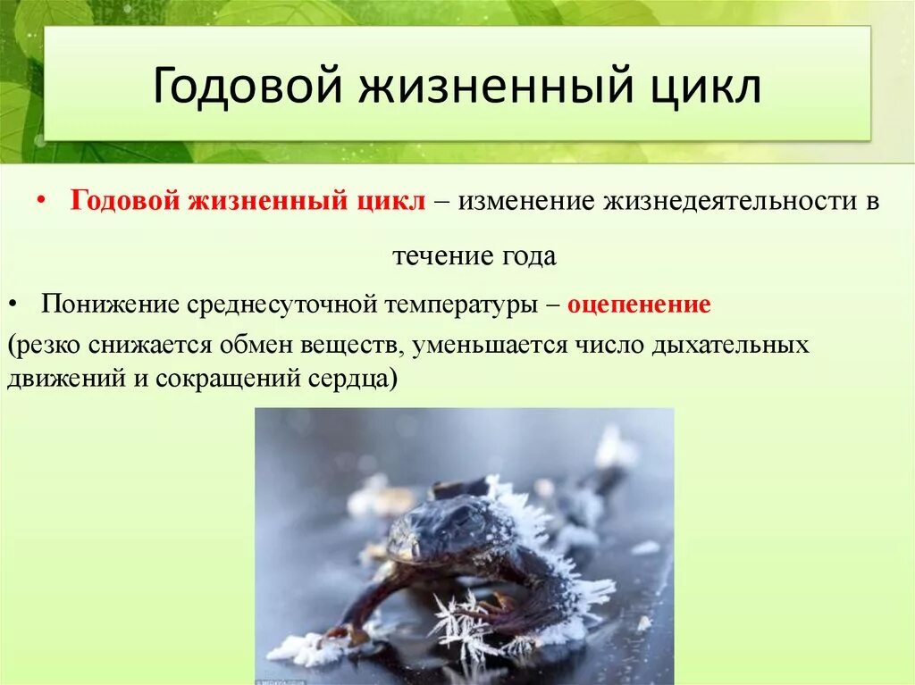 Годовой жизненный цикл пресмыкающихся. Что такое годовой жизненный цикл годовой. Размножение и развитие млекопитающих годовой жизненный цикл. Годовой жизненный цикл пресмыкающихся схема.