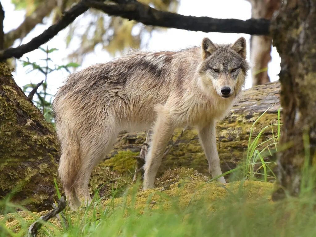 Географические признаки волка обыкновенного в каких. Волк canis Lupus. Волк серый обыкновенный. Бурый волк. Аргентинский волк.
