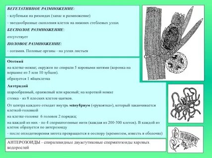 Вегетативное размножение зеленых водорослей