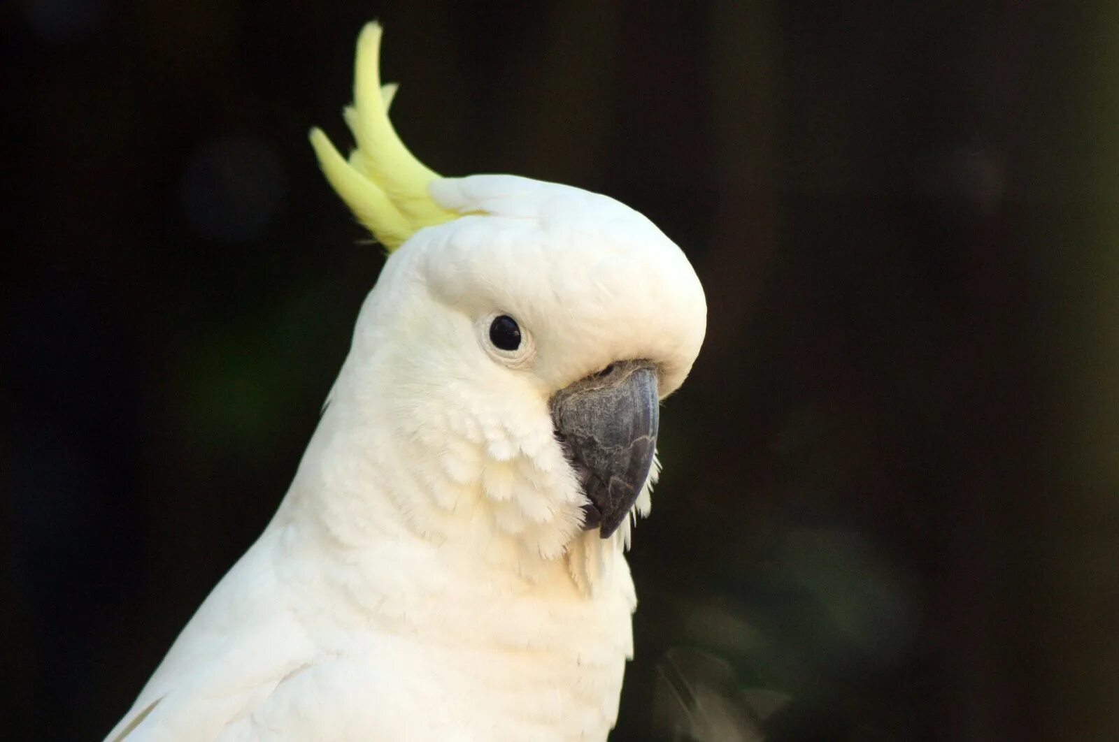 Какаду ответы. Попугай Какаду. Белый попугай Какаду. Новогвинейский большой желтохохлый Какаду. Попугай в профиль Какаду.
