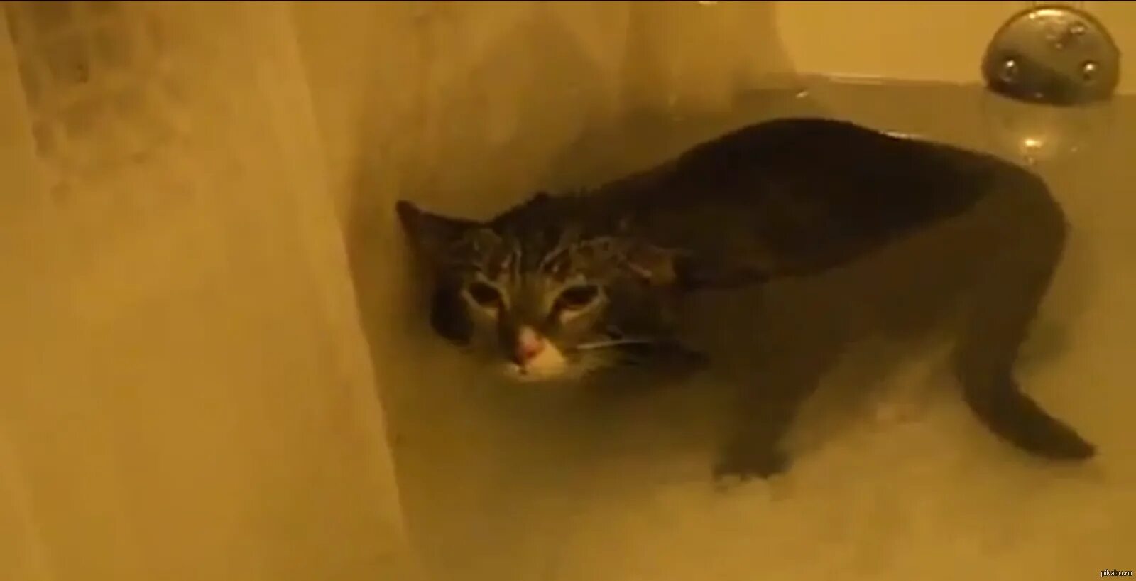 Говорящий кот в ванне видео. Кот в ванной. кот в ванной мем. кот плавает. кот в воде.