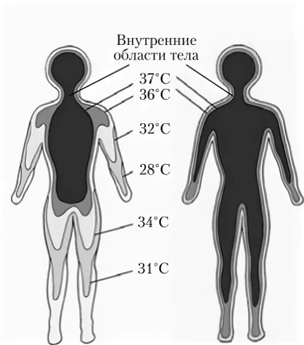 Восприятие температуры человеком