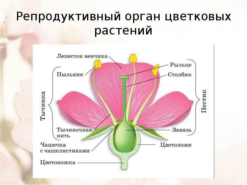 Мужской и женский органы цветка. Строение генеративных органов цветкового растения. Строение органов размножения Покрытосеменные растений. Репродуктивные органы покрытосеменных растений. Репродуктивные органы цветковых растений схема.