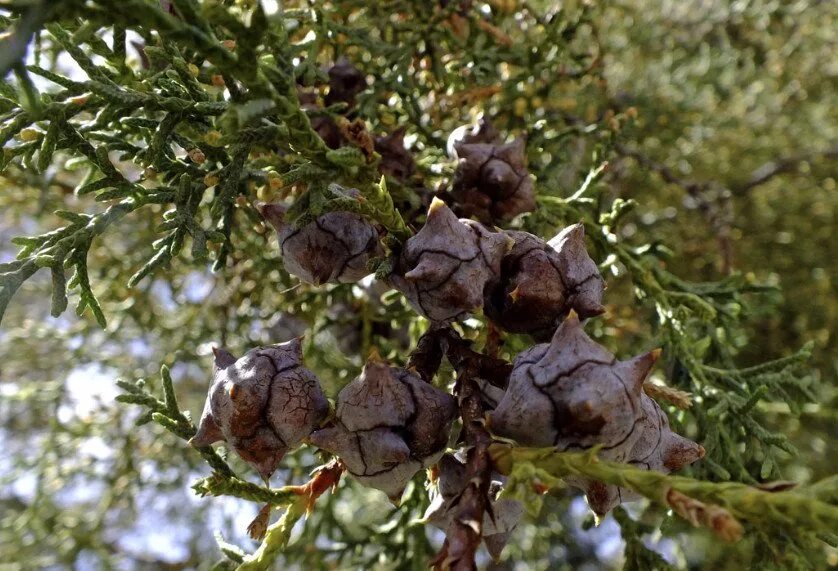 Cupressus lusitanica. Кипарис вечнозеленый аполлон. Плоды кипариса. Кипарисовая шишка. Кипарисовик шишки.