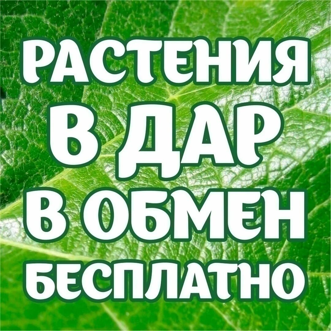 Обмен растениями. Растения даром. Комнатные растения даром.